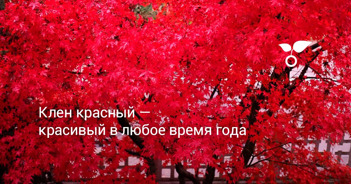 Клен красный — красивый в любое время года