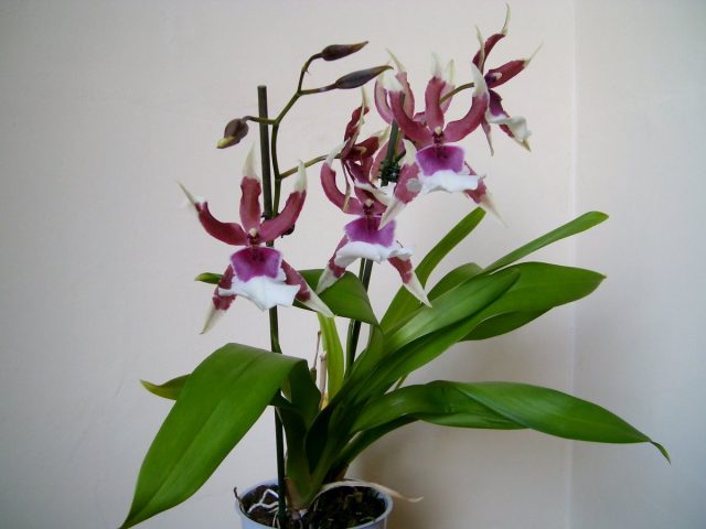 Камбрия (x Cambria)