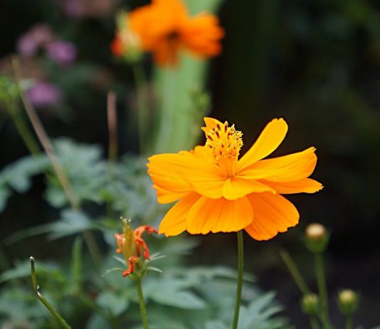 Космея серно-желтая — яркий летник для ленивых