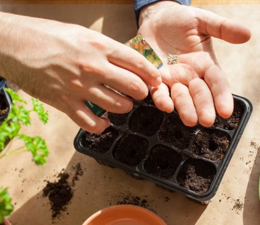 Лунный календарь садовода и огородника на январь 2021 - Лунные календари Лунный календарь садовода и огородника на январь 2021