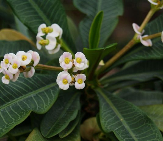 Молочай гребенчатый — неприхотливый цветущий суккулент