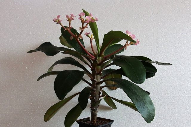 Молочай гребенчатый (Euphorbia lophogona)