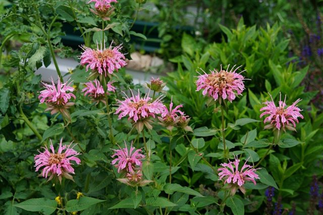 Монарда двойчатая (Monarda didyma), сорт 'Melua Pink' Монарда двойчатая (Monarda didyma), сорт 'Melua Pink'