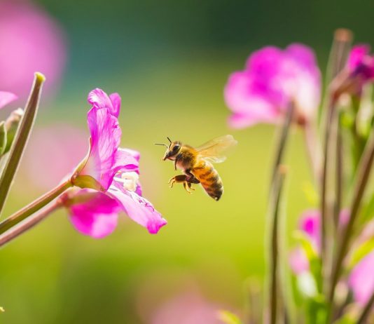 Неполезный для пчёл мёд, или Что едят пчёлы зимой? - Животные Неполезный для пчёл мёд, или Что едят пчёлы зимой?