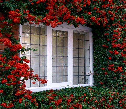 Пираканта — как выращивать южную красавицу в средней полосе? - Ягодник Пираканта — как выращивать южную красавицу в средней полосе?