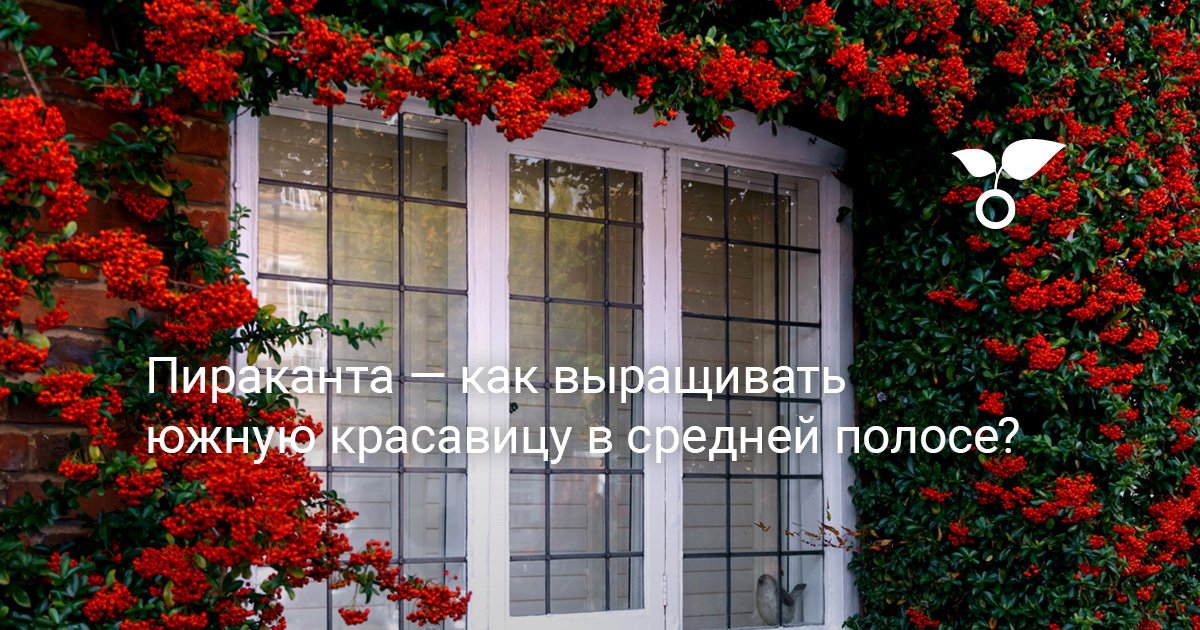 Пираканта — как выращивать южную красавицу в средней полосе?