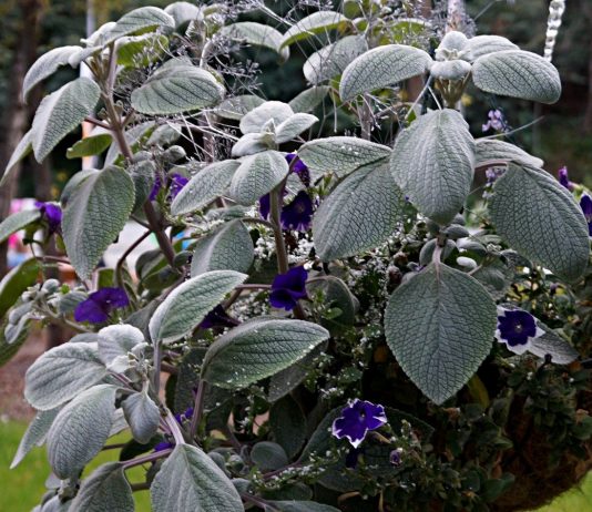 Плектрантус — красивый, ароматный и полезный - Цветник и ландшафт Плектрантус — красивый, ароматный и полезный