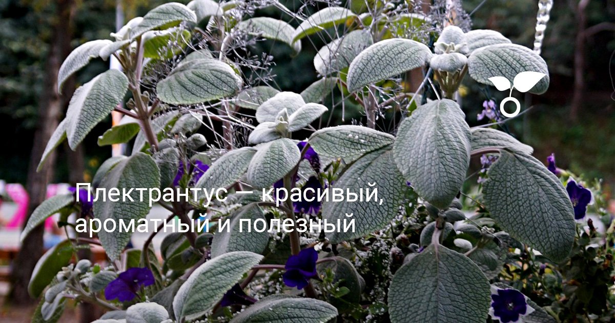 Плектрантус — красивый, ароматный и полезный