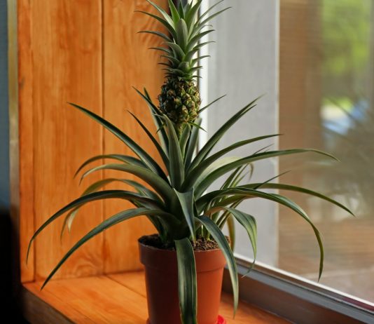 Почему болеет комнатный ананас?