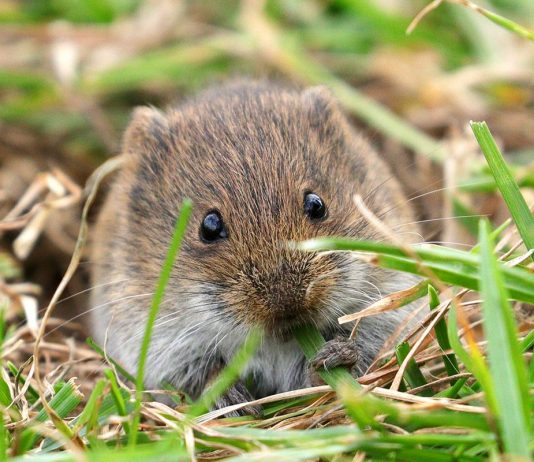 Полевки на участке — как избавиться от вредных мышей?