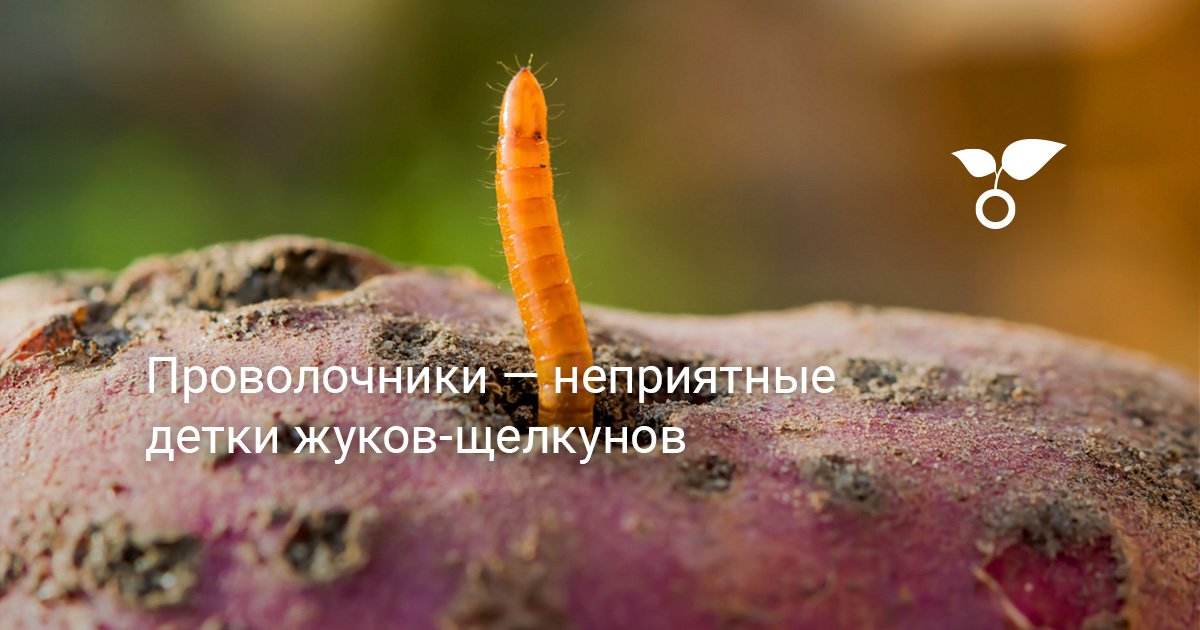 Проволочники — неприятные детки жуков-щелкунов