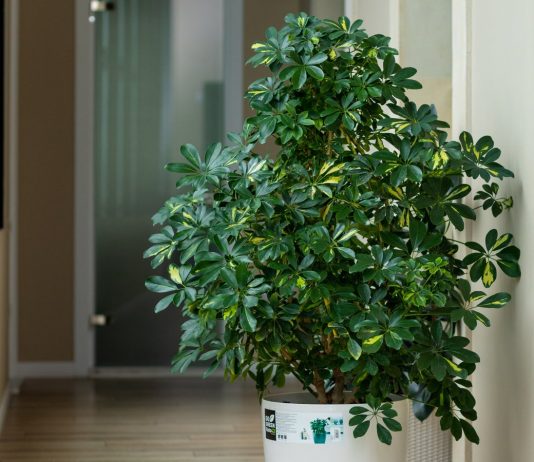 Шеффлера — яркий и неприхотливый комнатный гигант