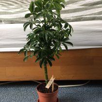 Шеффлера древесная (Schefflera arboricola) 