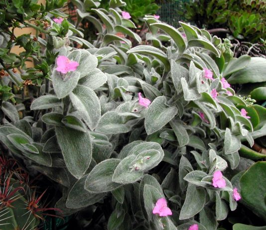 Традесканция силламонтана — «шерстяная» королева контейнеров