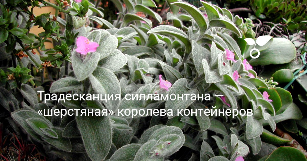 Традесканция силламонтана — «шерстяная» королева контейнеров — Ботаничка