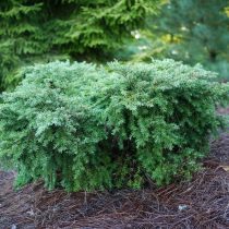 Тсуга канадская (Tsuga canadensis), форма «Джеддело» (Jeddeloh)