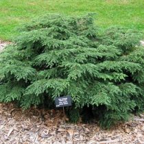 Тсуга канадская (Tsuga canadensis), форма «Нана Грацилис» (Nana Gracilis)
