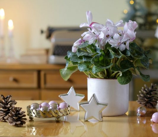 Цветущие комнатные растения к Новому году и Рождеству