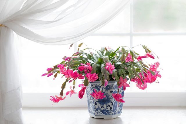 Кактус шлюмбергера, или декабрист, или рождественник (Schlumbergera)