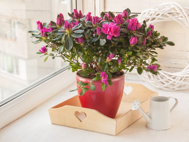 Рододендроны (Rhododendron)