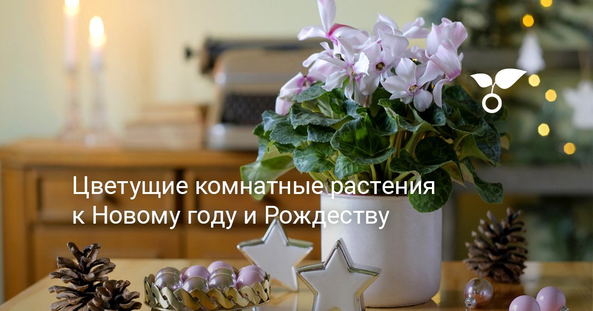 Цветущие комнатные растения к Новому году и Рождеству