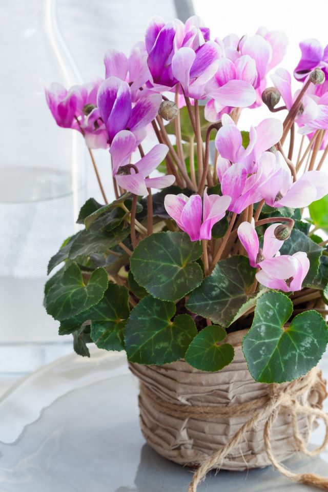 Цикламен персидский (Cyclamen persicum) 