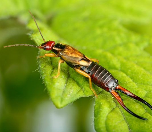 Уховертки — опасны или нет? - Вредители и болезни Уховертки — опасны или нет?