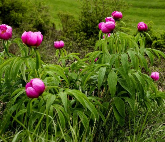 Видовые пионы в дизайне сада — использование, условия и уход - Цветник и ландшафт Видовые пионы в дизайне сада — использование, условия и уход