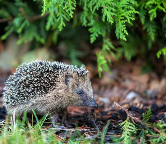 Ёж — непростое соседство в саду