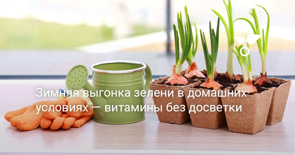 Зимняя выгонка зелени в домашних условиях — витамины без досветки