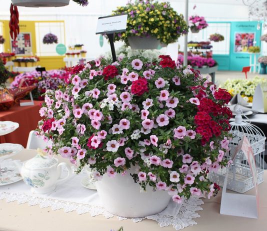 Роскошь ампельных растений