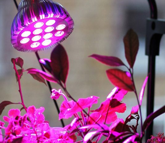 Досветка комнатных растений зимой - Интернет-магазин «Гарден Зоо» Досветка комнатных растений зимой