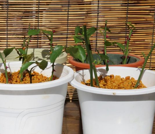 Базовые правила размножения роз черенками летом и зимой - Цветник и ландшафт Базовые правила размножения роз черенками летом и зимой