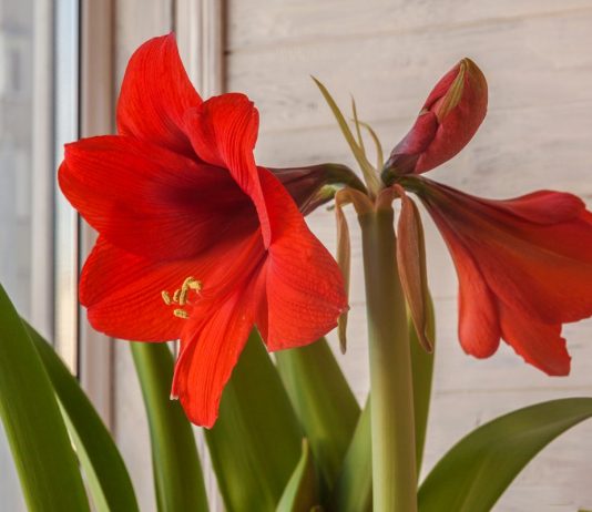 Гиппеаструм собственной селекции — просто о сложном