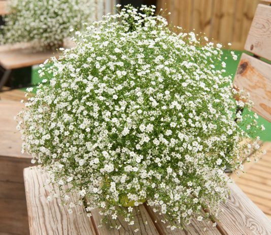 Гипсофила — не только для букетов, но и для модных цветников