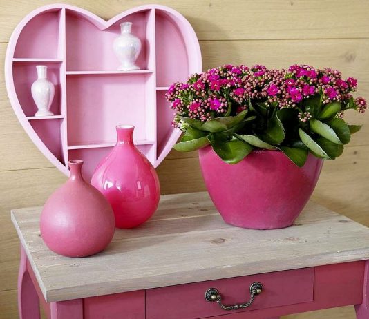 Каланхоэ «Каландива» — длительное цветение почти без ухода