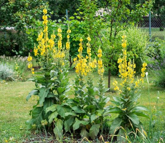 Коровяк, или Вербаскум — не сорняк, а эффектная вертикаль в дизайне цветников