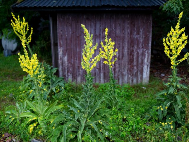 Коровяк обыкновенный (Verbascum thapsus) Коровяк обыкновенный (Verbascum thapsus)