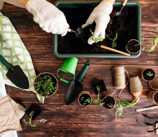 Как упростить выращивание рассады, если у вас мало времени?