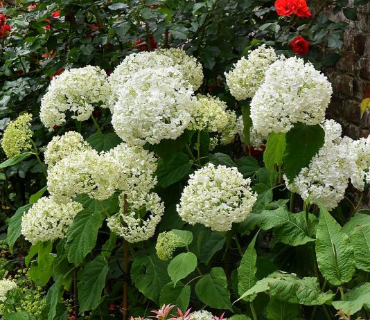 Самые эффектные сорта древовидной гортензии - Цветы многолетние Самые эффектные сорта древовидной гортензии