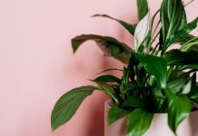 Спатифиллум — беспроигрышный вариант для начинающих