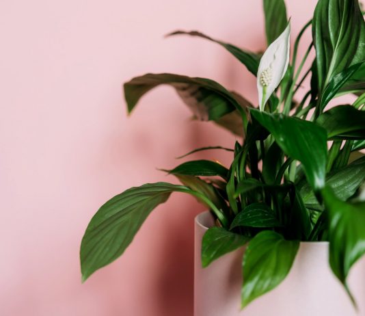 Спатифиллум — беспроигрышный вариант для начинающих - Красивоцветущие Спатифиллум — беспроигрышный вариант для начинающих