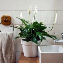 Спатифиллум Уоллиса (Spathiphyllum wallisii) Спатифиллум Уоллиса (Spathiphyllum wallisii)