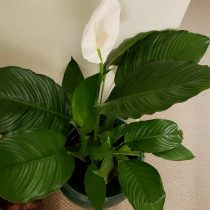 Спатифиллум обильноцветущий (Spathiphyllum floribundum) Спатифиллум обильноцветущий (Spathiphyllum floribundum)