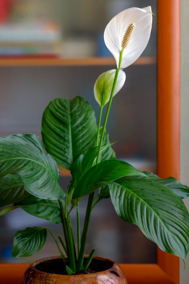 Спатифиллум (Spathiphyllum) Спатифиллум (Spathiphyllum)