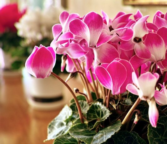 Цикламен персидский — особенный во всем