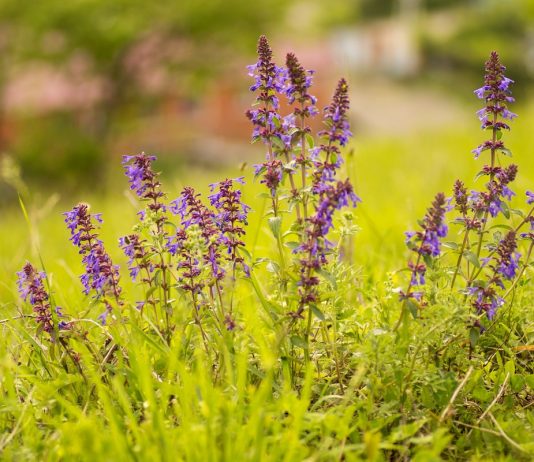 Змееголовник — незаменимое растение для аптекарской грядки
