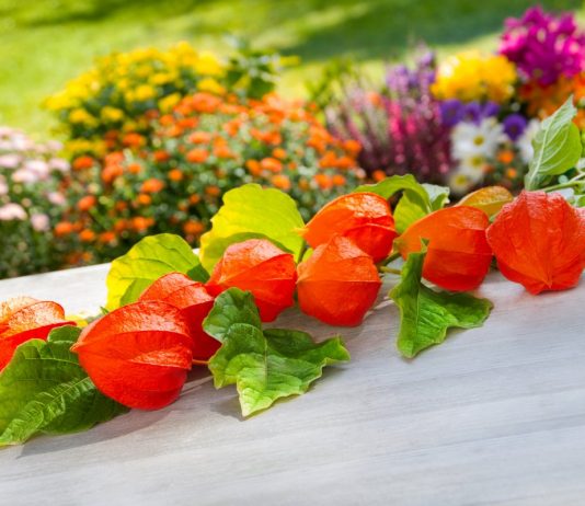 7 причин посеять физалис