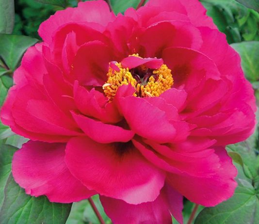 Древовидные пионы — правильно выбрать и вырастить