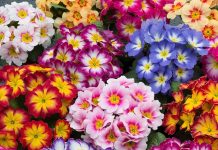 Разнообразие примулы